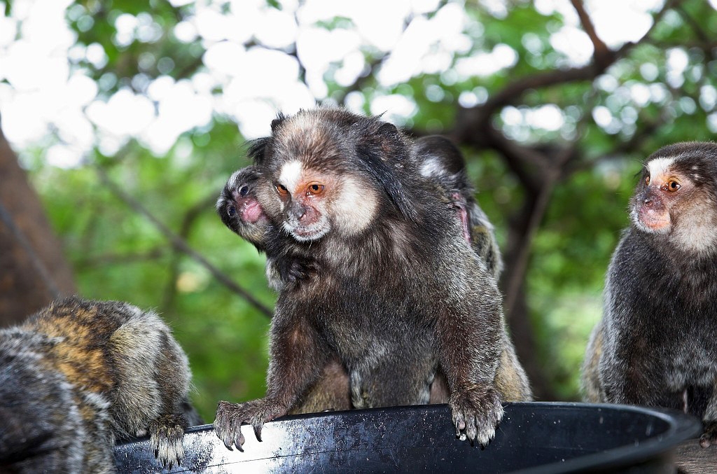 Cipo Mormoset-06.jpg - Tufted-ear Marmoset (Clitoris jacchus), Brazil 2005